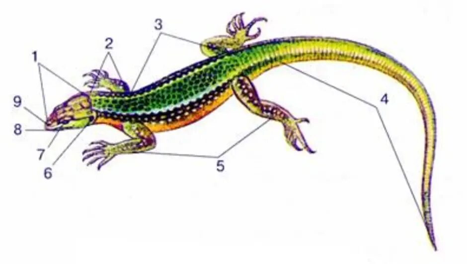 Внешняя строенние прыткой ящерицы. Строение прыткой ящерицы. Внешнее строение прыткой ящерицы. Внешнее строение прыткой ящерицы биология 7 класс.