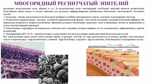 Реактивные изменения слизистой
