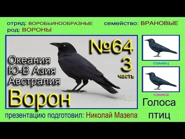 Ворон звук. Голоса птиц ворона. Птица ворона звук. Голос вороны.