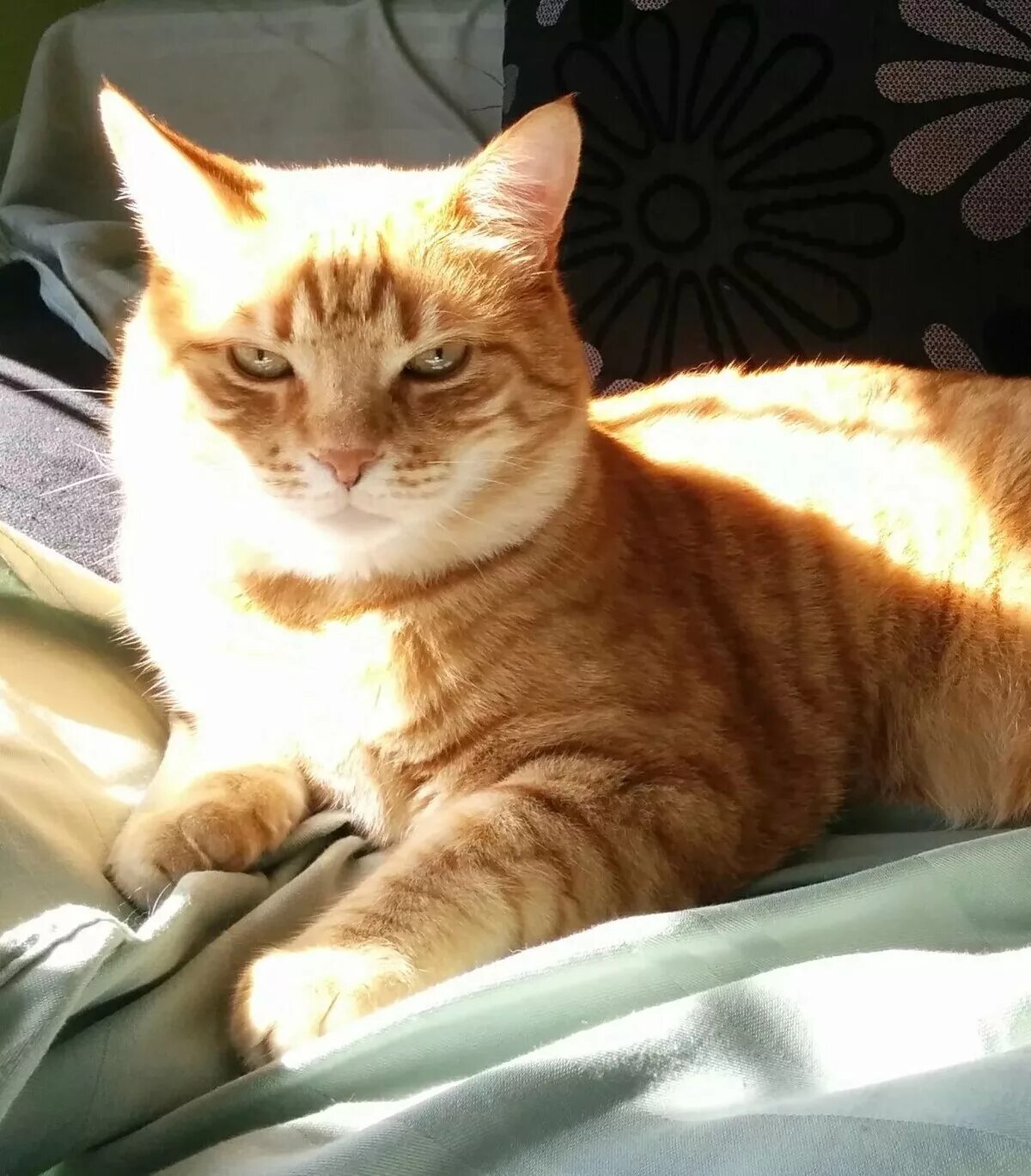 Недовольный котик. Осуждающий взгляд кота. Нервная кошка. Осуждающий кот. Осуждающий кот.