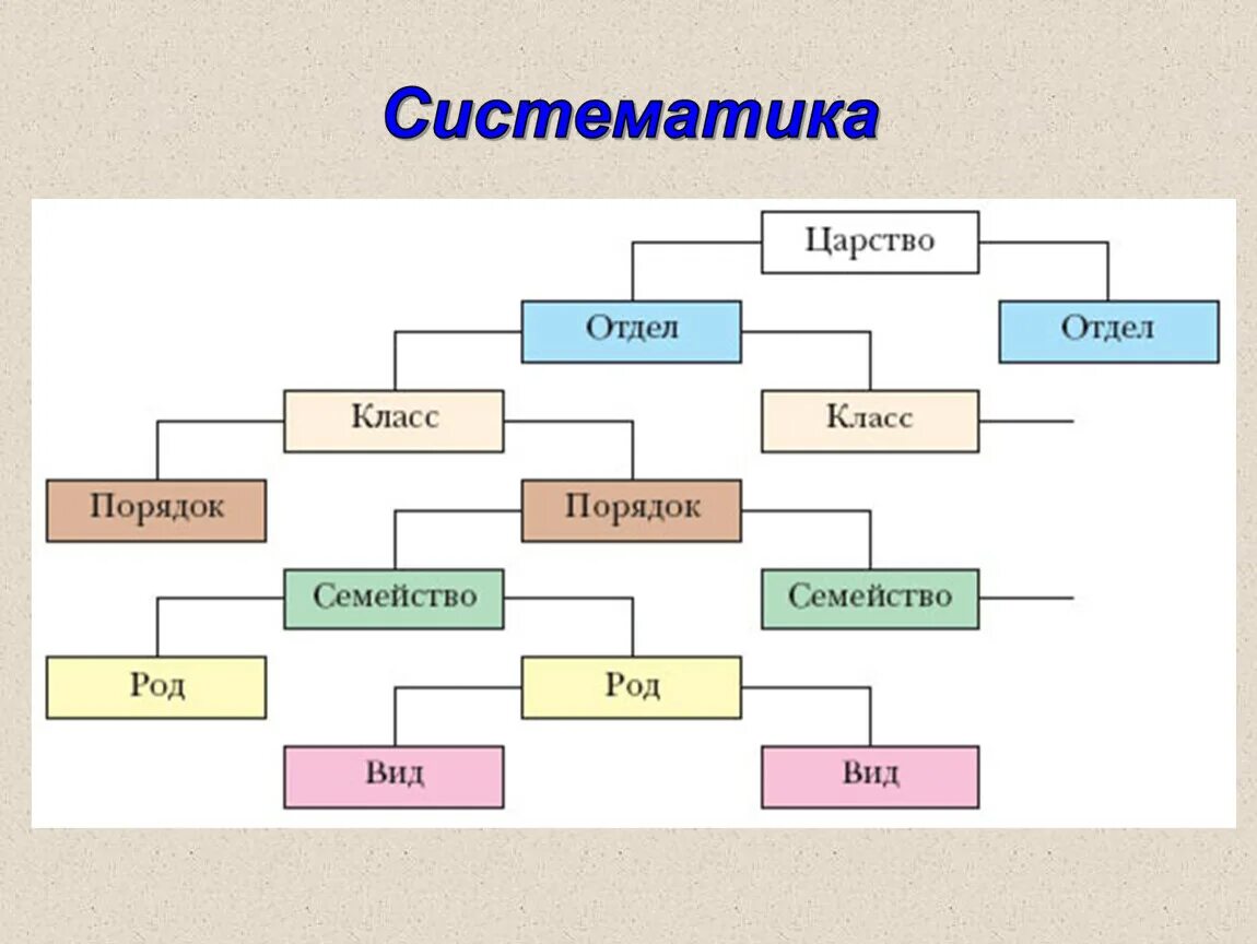 Систематические группы схема