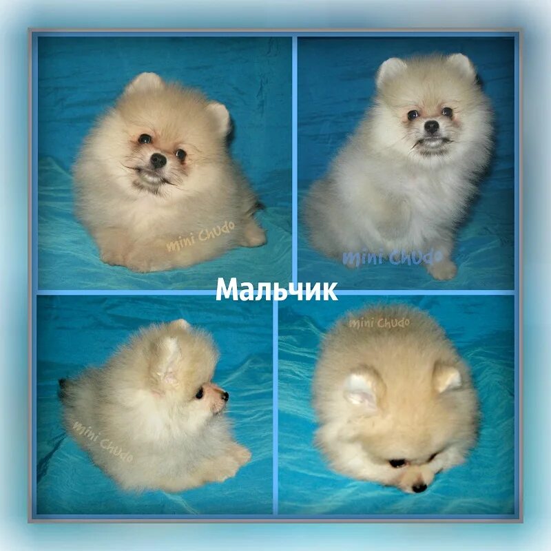 Окрасы щенков шпица. Аллергия у шпица померанского. Шпиц немецкий малый щенок 2. Вес взрослого померанского шпица мини. Шпиц по месяцам.