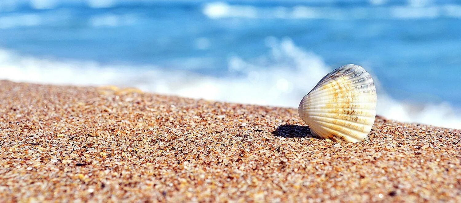 Морская Ракушка Витязево. Море песок ракушки. Ракушки на пляже. Ракушки на берегу моря.