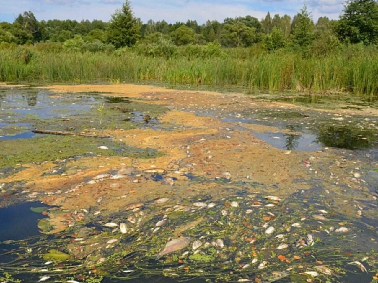 Загрязненные озера и реки