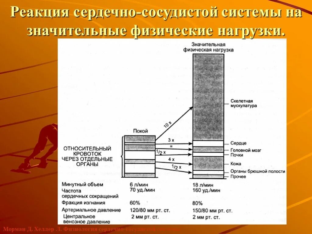 Сердечный реакция. Реакция сердечно-сосудистой системы на нагрузку. реакция сердечно-сосудистой системы на физическую нагрузку. реакция сердца на физическую нагрузку. типы реакции сердечно-сосудистой системы на физическую нагрузку.