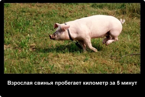 Интересные факты о свиньях. Свиноводство интересные факты. Необычные факты о свиньях. Факты о свинках. Факты о свиньях