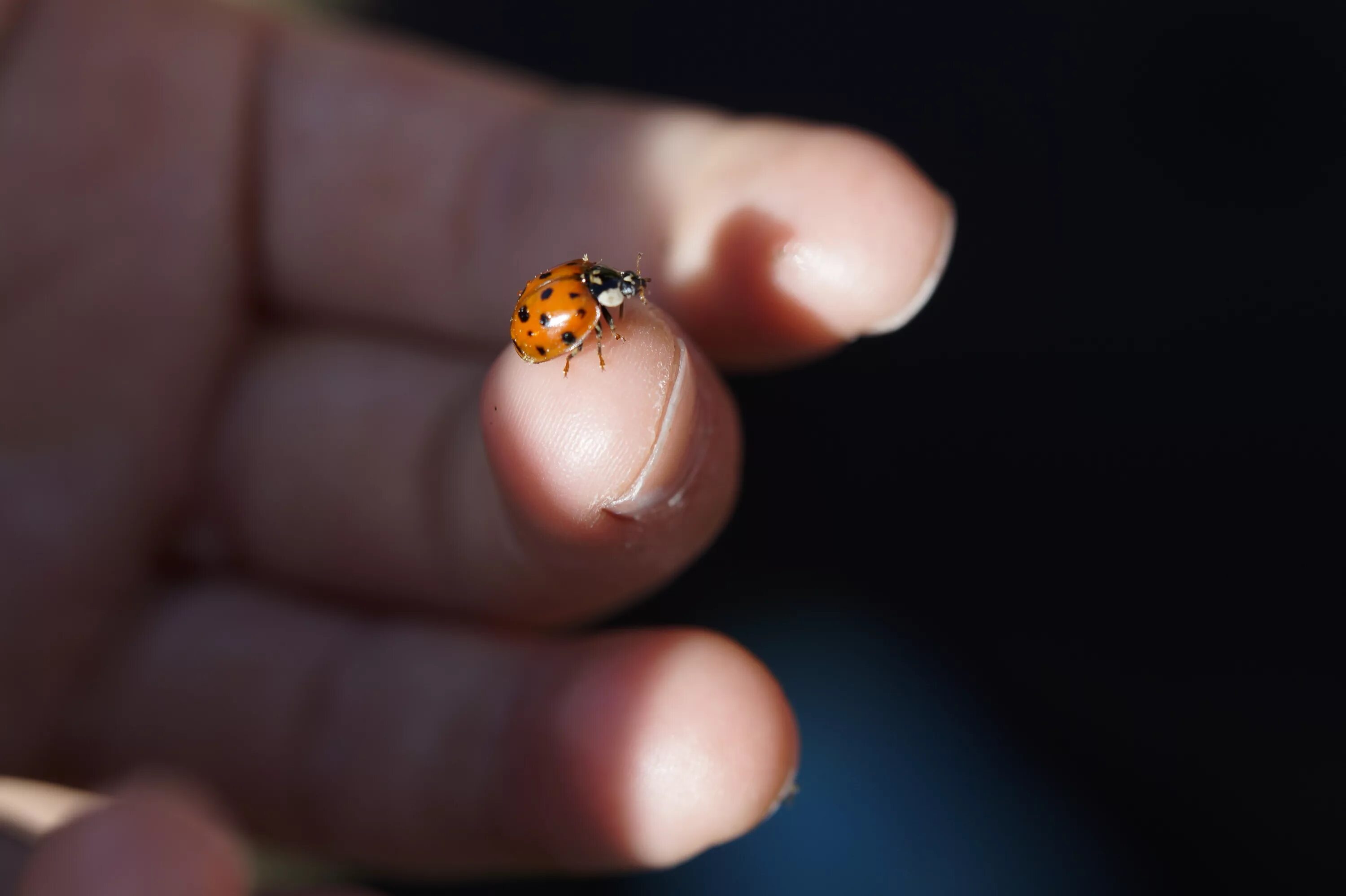 Smallest insect