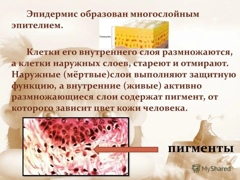 Эпидермис образован ответ. Строение наружного слоя кожи эпидермиса. Клеточное строение эпидермиса. Эпидермис образован ответ. Эпидермис образован ответ.