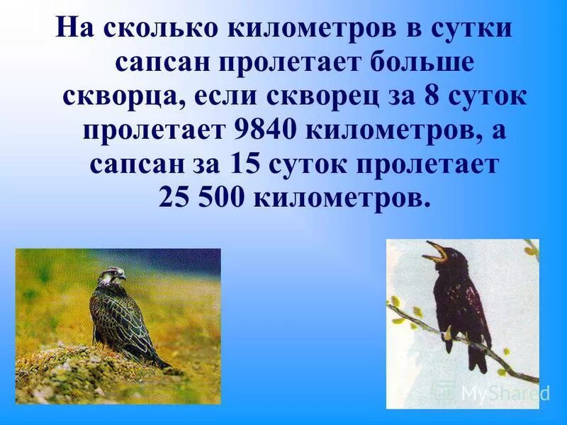 Сколько скорость птицы. Сапсан птица скорость полета максимальная. Сколько км ч летит Сапсан. Сколько километров за сутки пролетает Гусь. Сколько вёрст пролетают скворцы за час.