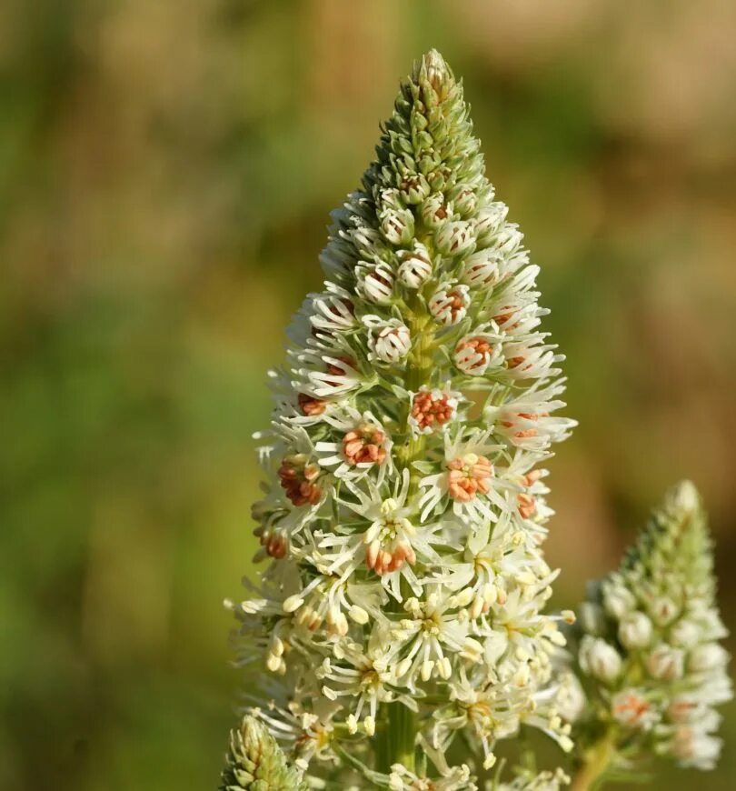 Резеда душистая. Резеда растение. Резеда Хавская душистая. Reseda odorata. Резеда купить семена