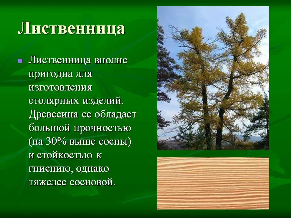 Лиственница дерево. Лиственница необычное хвойное дерево. Бук порода дерева. Широколиственные деревья лиственница.