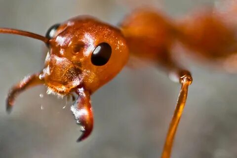 Ant lighting