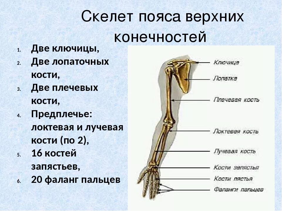 Какими костями образован пояс верхних конечностей. Скелет пояса верхних конечностей. Скелет пояса верхних конечностей (плечевого пояса). Строение пояса верхних конечностей человека. Скелет свободной верхней конечности.