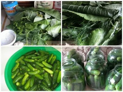Самая хорошая засолка огурцов