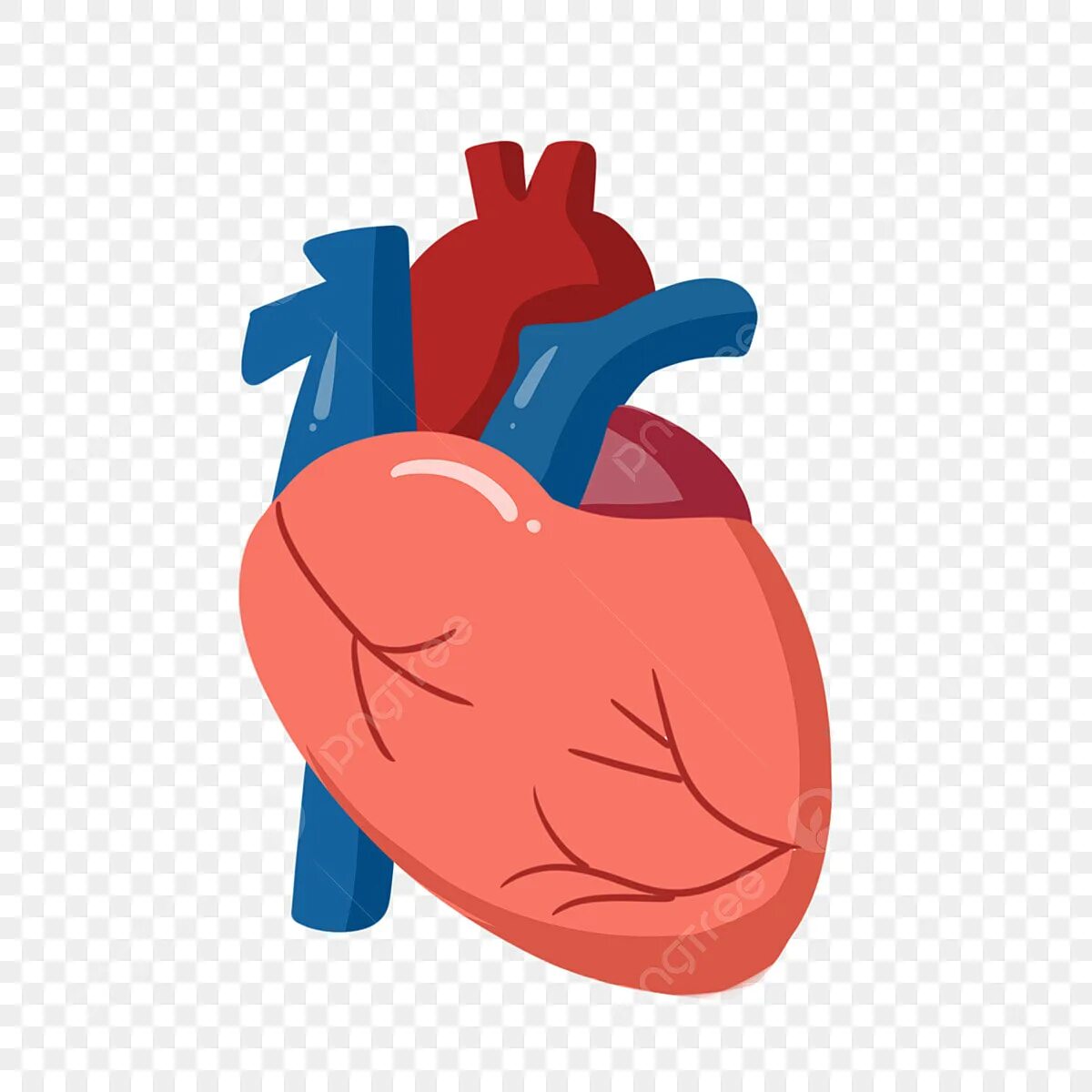 Орган сердце человека рисунок. Сердце человека для детей.