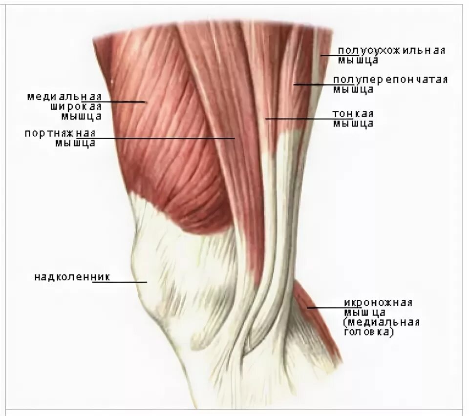 Сухожилия гусиной лапки коленного сустава анатомия. Сухожилия гусиной лапки коленного сустава анатомия. Теносиновит сухожилия гусиной лапки коленного сустава. Мышцы коленного сустава сбоку. Бурсит гусиной лапки анзериновый бурсит.