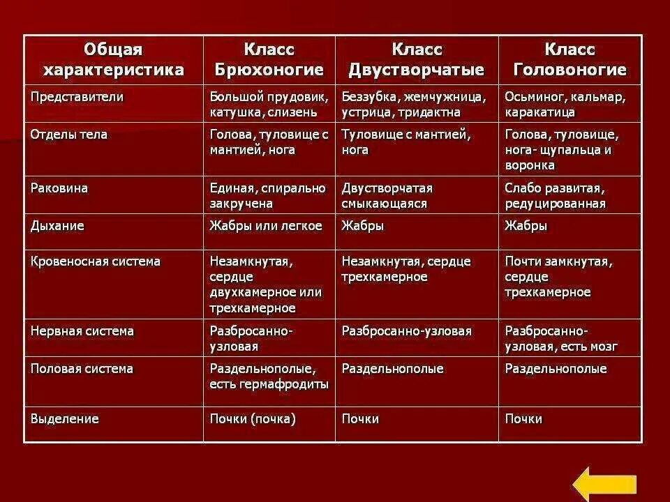 Общая характеристика моллюсков 7 класс биология таблица. Общая характеристика типа моллюски 7 класс биология таблица. Тип моллюски общая характеристика таблица. Биология 7 класс общая характеристика типов моллюсков таблица.