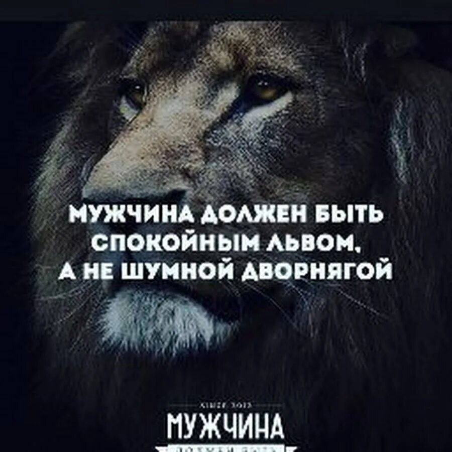 Что можно есть львам. Мужчина должен быть спокойным львом. Мужчин должен быть спокойным львом а не шумной. Быть львом. Мужчина должен быть спокойным львом а не шумной дворнягой.