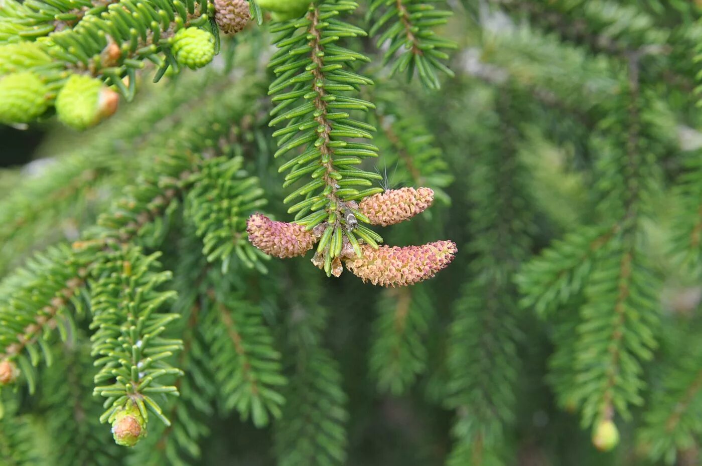 Мужские шишки ели. Ель Шренка Picea schrenkiana. Ель обыкновенная микростробилы. Ель европейская микростробилы. Ель Сибирская микростробилы.