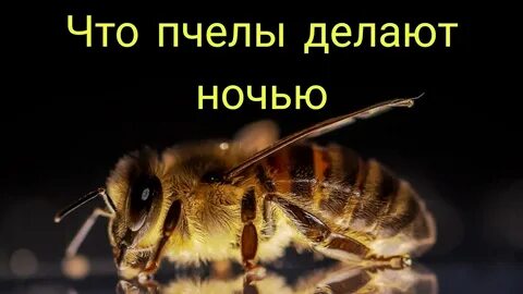 Пчела ночью