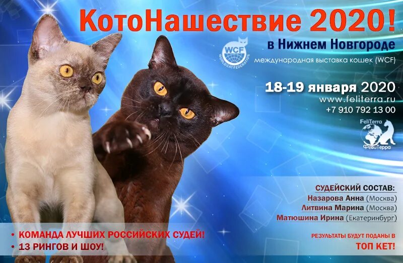 Товары для кошек нижний новгород