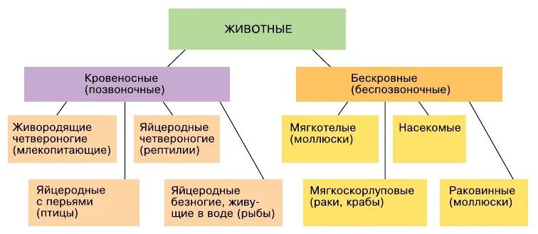 Систематика животных аристотеля. Каким категориям современной зоологии соответствует классификация аристотеля. Аристотель "о частях животных". Систематика животных аристотеля. Классификация животныхпо аристолелю.
