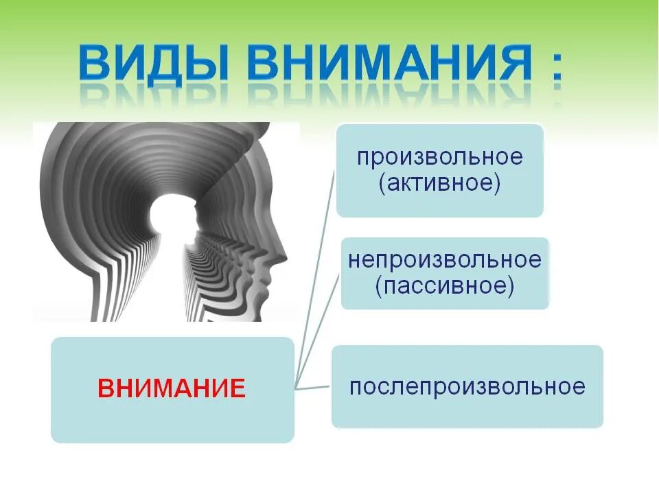 Развитие функции внимания. Виды внимания. Основные виды внимания. Произвольный Тип внимания. Виды внимания в психологии.