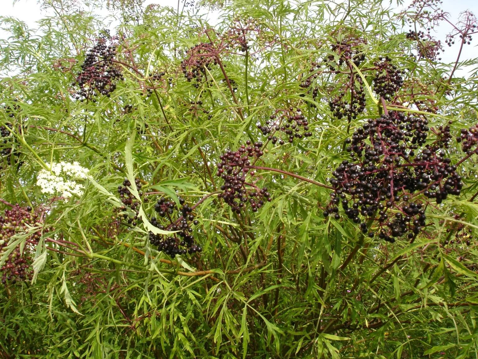 Бузина черная сорта. Бузина черная (Sambucus nigra). Бузина черная Лациниата. Бузина рассеченнолистная. Бузина (черная, травянистая, красная).