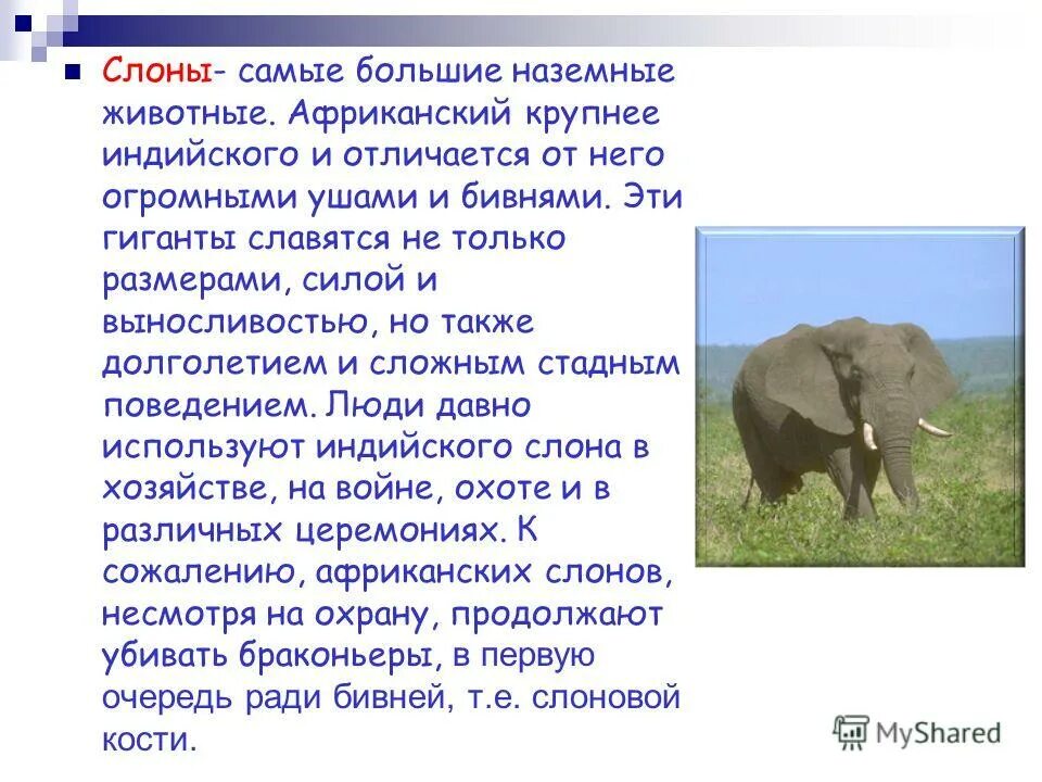 Преимущество двух слонов сериал смотреть онлайн бесплатно. Интересные факты про африканских слонов. Слон африканский и индийский разница. Преимущество двух слонов сериал актёры. Преимущество двух слонов содержание.