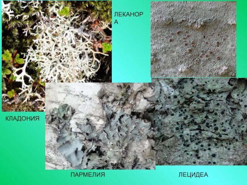 Пармелия и ксантория. Накипные лишайники леканора. Пармелия лишайник. Мох пармелия. Рост лишайников