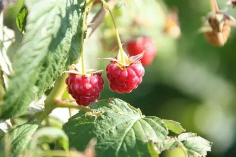 Трусикидегі жалаңаш қыздардың фотосуреттері