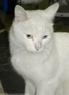Годовалый кот