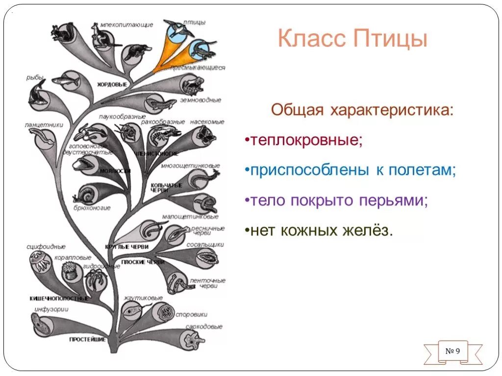 Отряды птиц кратко. Общая характеристика птиц. Класс птицы. Класс птицы общая характеристика. Общая характеристика птиц таблица.