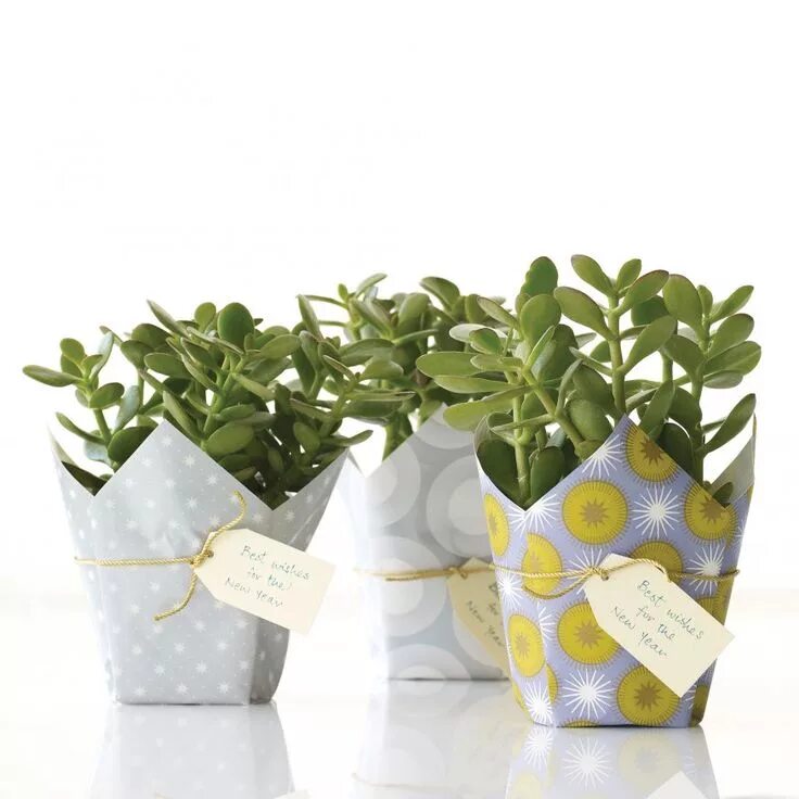 Подарок в горшочке. Подарок в горшочке. Упаковка цветка в горшке. Подарок в горшочке. Упаковка для цветов в горшках.