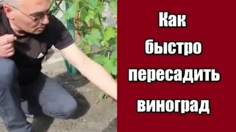 Можно пересадить старый виноград
