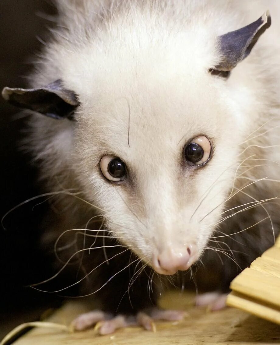 Косой опоссум хайди. Какие звери. Каких животных. Испуганный опоссум. Почему лося называют сохатым.