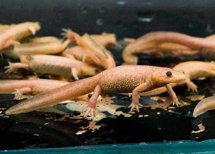 испанский иглистый тритон. тритон испанский пятнистый. иглистый тритон. испанский иглистый тритон. испанский иглистый тритон.