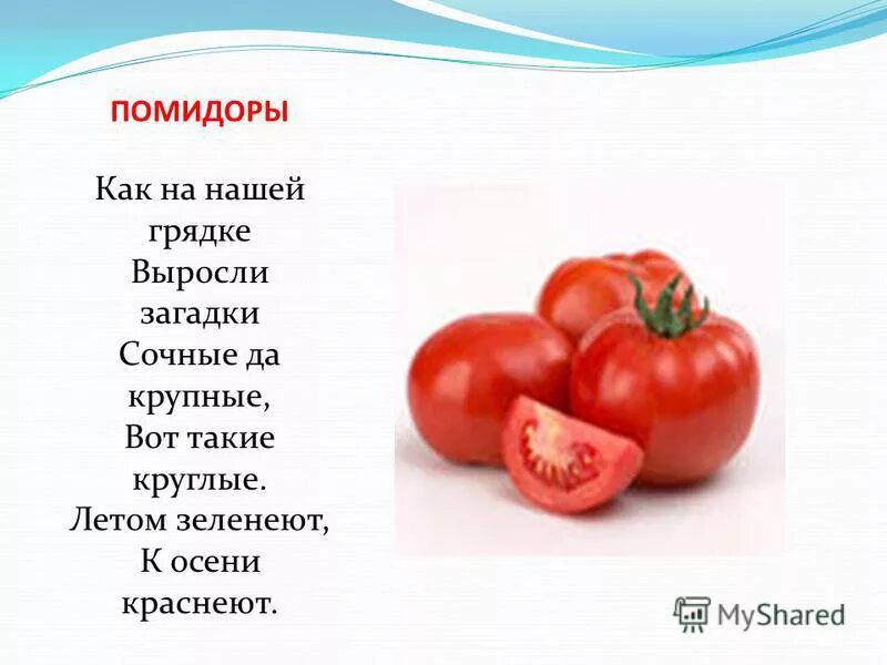 Помидоры помидоры песня сектор газа. Помидор. Загадка про помидор. Стихотворение про помидор. Стих про томат.