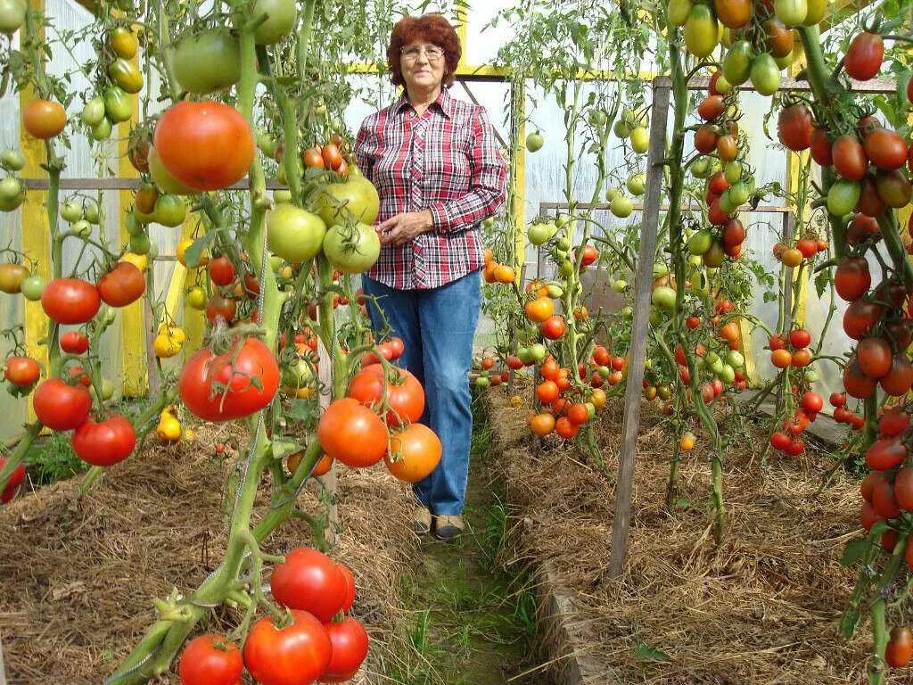 Какой сорт томатов посадить