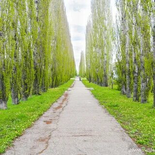 Серебристая аллея тополей
