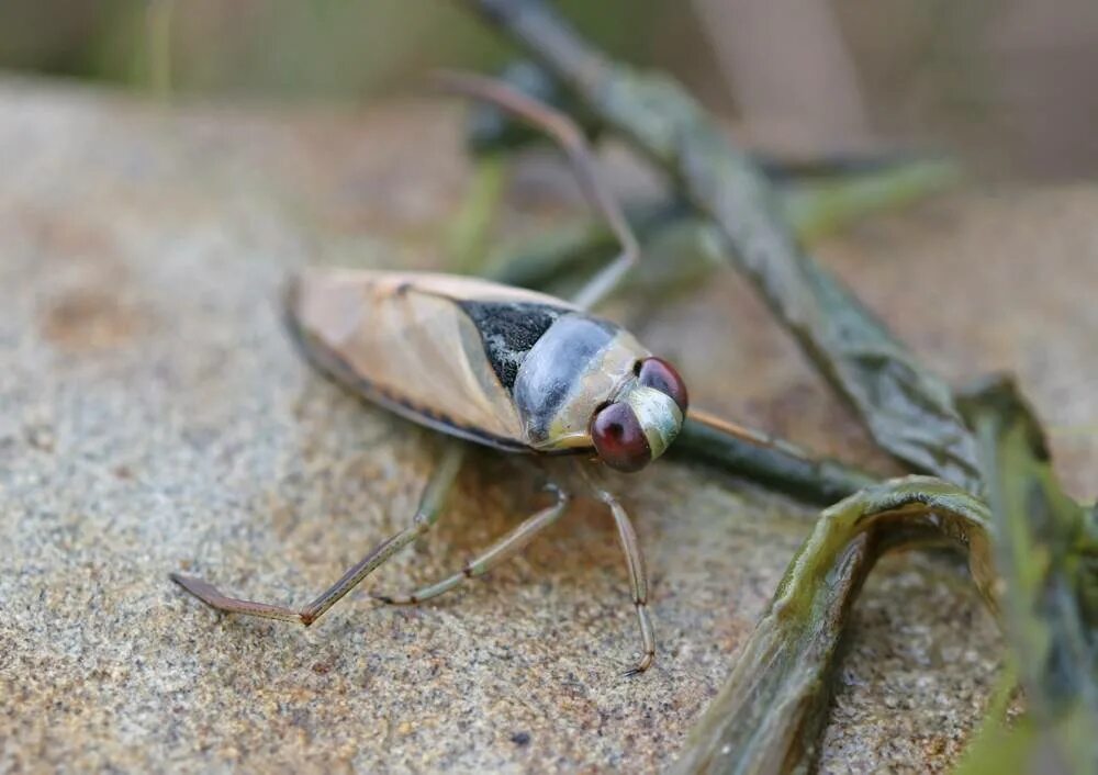 Notonecta glauca (гладыш). Гладыш. Жук белостома. Водный клоп гладыш. Водяной клоп гладыш.