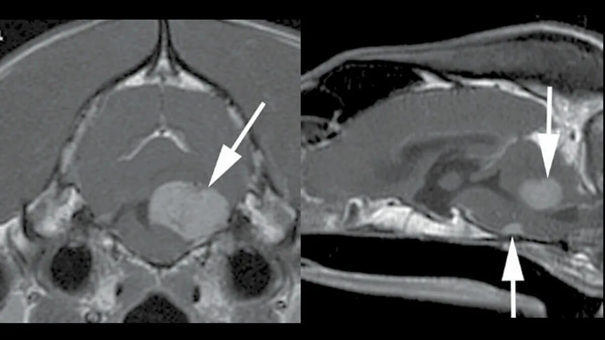 Опухоль мозга у собак. Опухоль головного мозга у собак. Метастазы молочной железы мрт.