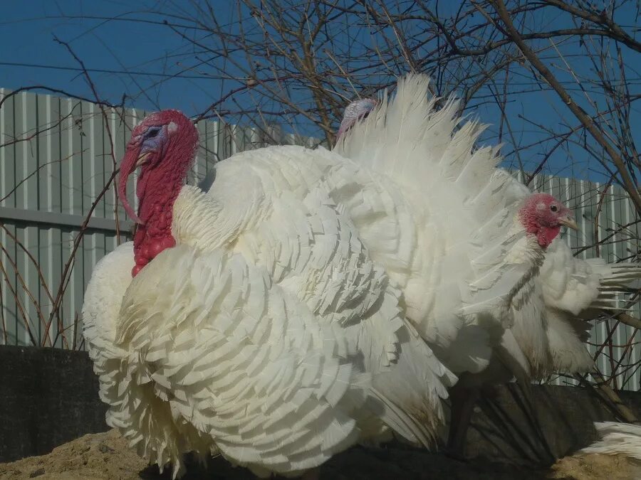 индюки породы отзывы