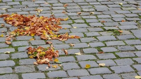 Мы шли по усыпанной аллее опавшими листьями