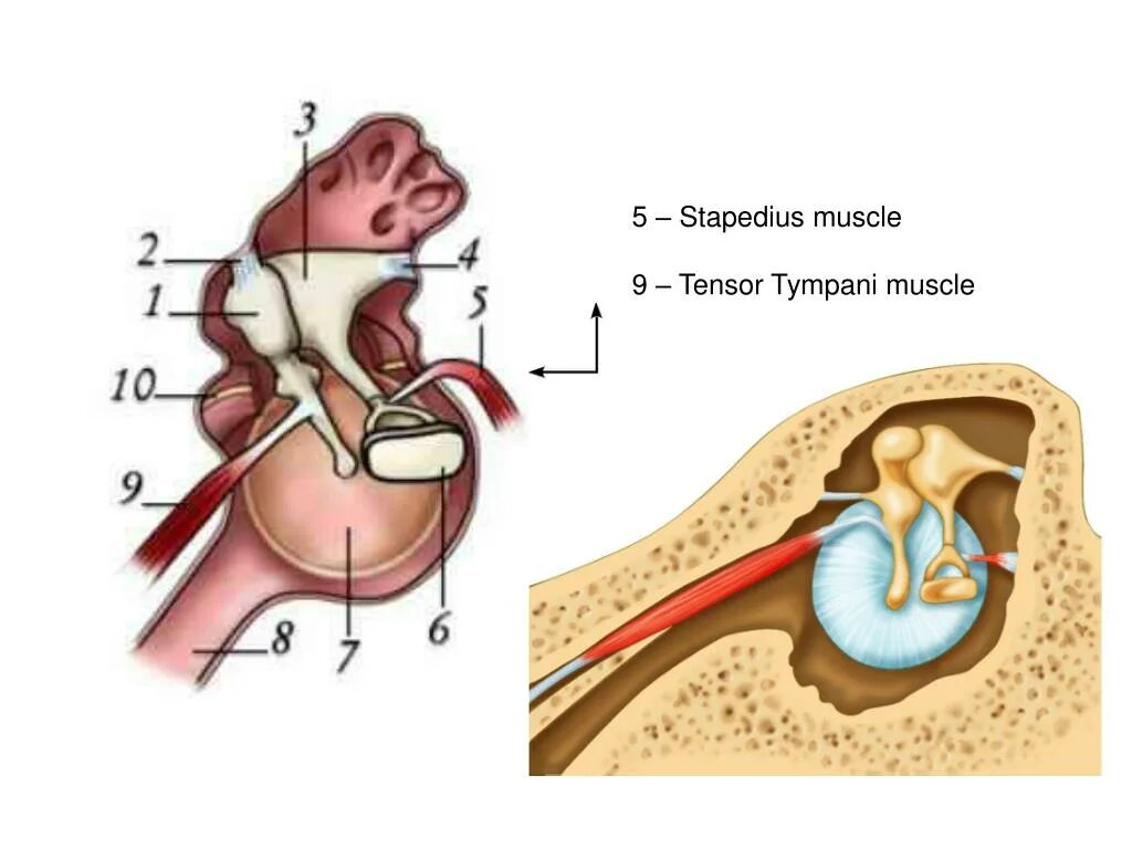 Tensor Tympani мышца. Мышца напрягающая барабанную перепонку иннервация. Стапедиус. Стапедиус мышца.