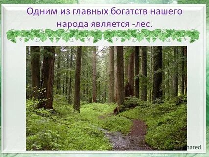 Чем является лес для человека