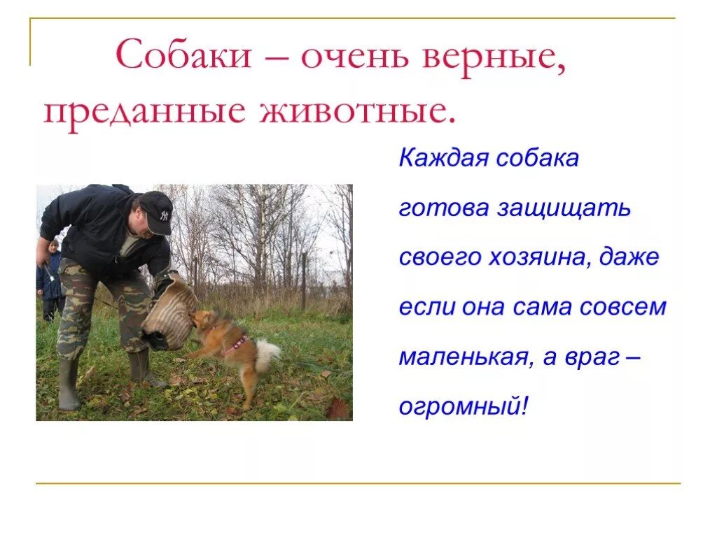 Собака друг собака враг. Правила поведения при нападении собаки. Собаки лучшие друзья человека. Собака друг собака враг. Собака друг.
