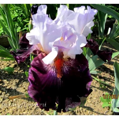 Iris full. ирис фул тайд. ирис full disclosure. ирис драма квин. ирис мэджик маскарад бородатый.