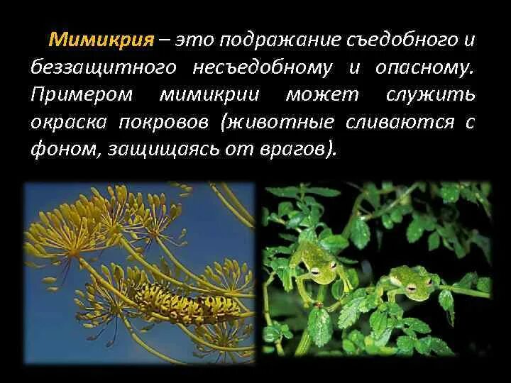 Мимикрия примеры животных. Мимикрия у растений. Мимикрия у растений примеры. Мимикрия это в биологии.