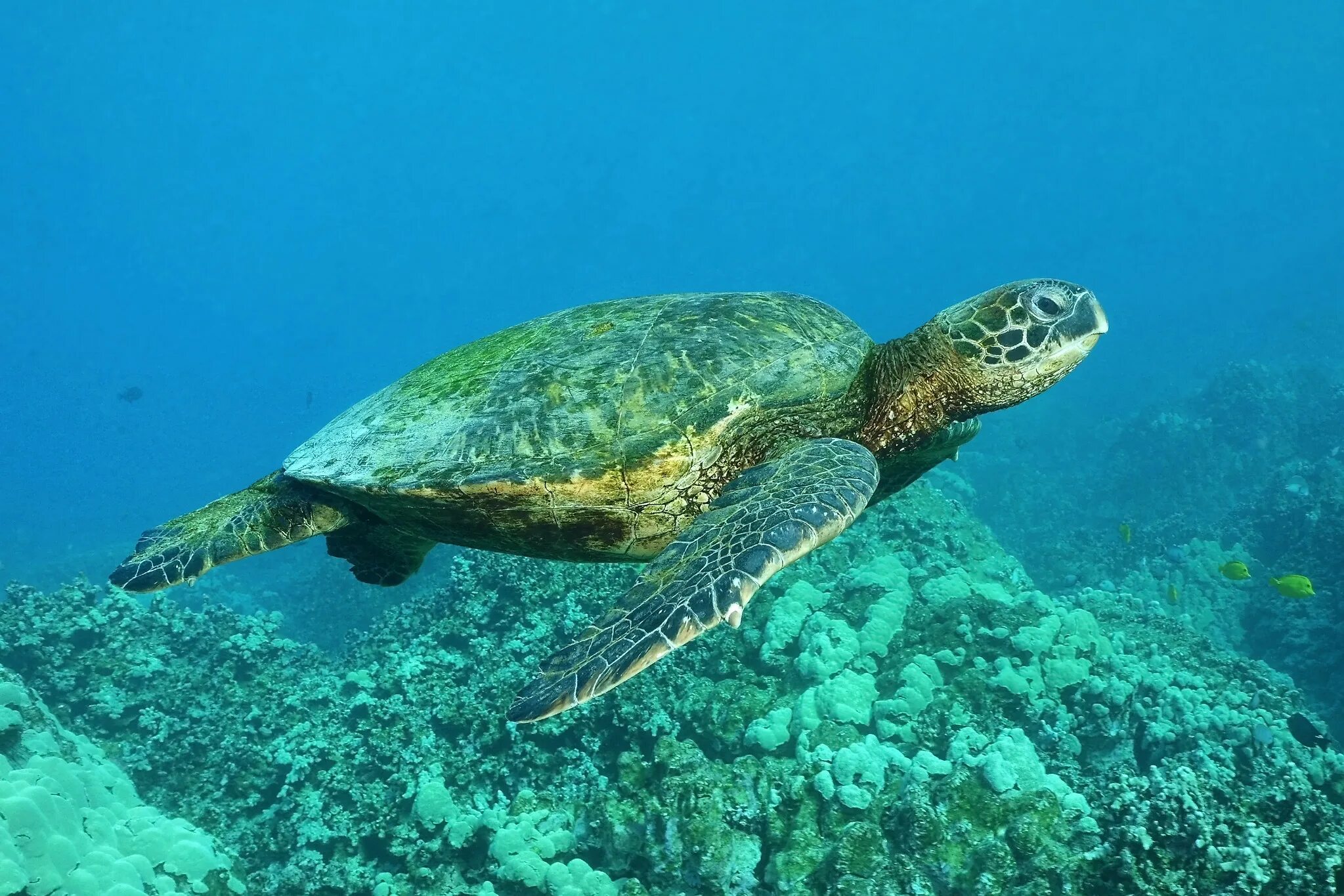 Какой группе морских обитателей относится морская черепаха. Зеленая (суповая морская черепаха). Бисса Каретта. Морская черепаха бисса. Зеленая морская черепаха ареал.
